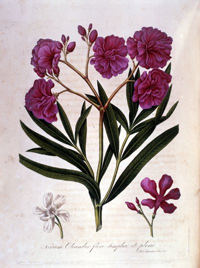Růžový vavřín (oleandr) - herbář z 18. století. od Unknown artist