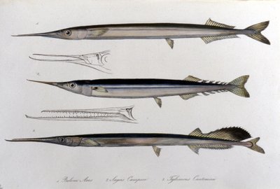 Mořská jehla. Přírodovědná deska. 19. století. od Unknown artist