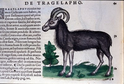 Ovce v Historia Animalium od Conrada Gesnera (1516 - 1565), Tiguri od Unknown artist