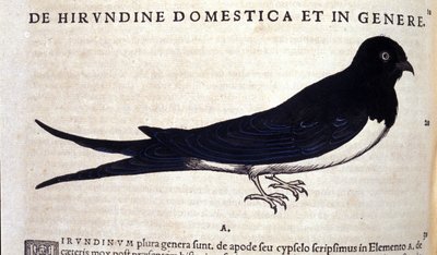 Vlaštovka po Historia animalium od Konrada Gesnera, Tiguri od Unknown artist