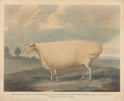 Tato oslavovaná bahnice byla chována a krmena, pan Wilcox. od Unknown artist