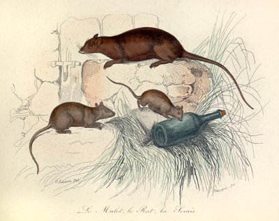 Tři živočichové: myš, krysa a krtek, klasifikovaní podle Linnénovy nomenklatury a Cuviera (rytina) od Unknown artist