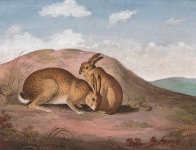 Dva zajíci: Na stráni od Unknown artist