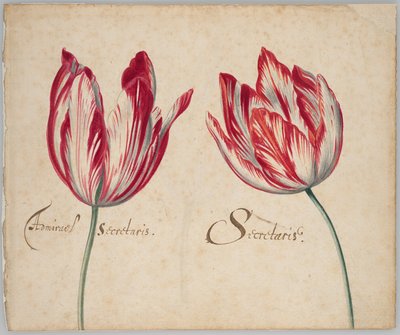 Dva tulipány (recto); jeden tulipán (verso) od Unknown artist