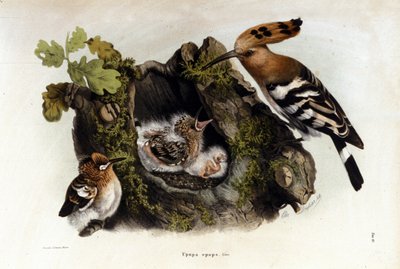 Neznámý obrázek od Unknown artist