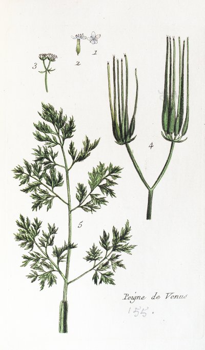 Venušin hřeben od Unknown artist