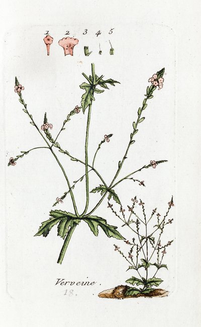 Verbena od Unknown artist