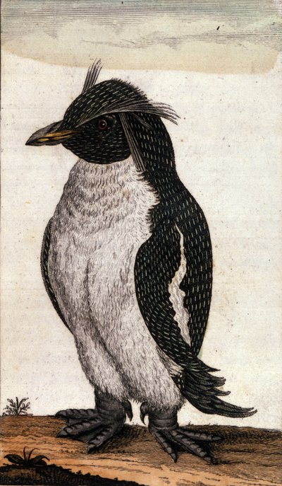 Zoologická mapa zobrazující ptáka Diomedea z rodiny Albatrosů. Rytina 18. století od Unknown artist