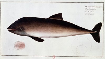 Zoologie: deska představující sviňuchu, vodního savce. Tisk z počátku 18. století B.N. Paříž od Unknown artist