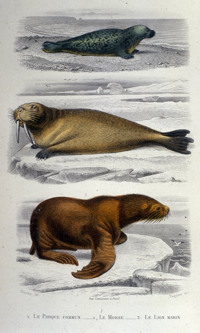 Zoologická tabulka zobrazující tuleně, mrože a lachtana. 19. století od Unknown artist