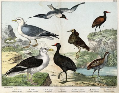 a: Bojovník (Machetes pugnax), b: Kuře Gallinula chloropus), c: Rale des genetes (Crex pratensis), d: Jacana (Parra Jacana), e: Racek černooký (Hydrocolaeus ridibundus), f: Racek (Larus marinus), g: Racek stříbřitý (Larus argentus) - V „Přírodní hist od Unknown artist