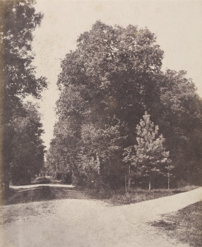 [Křižovatka, v lese]. od Unknown artist/maker