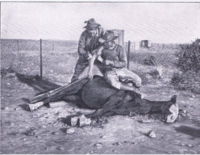 Úzký únik. Zraněný zvěd, kterému pod sebou zastřelili koně, z After Pretoria: The Guerilla War vydané Harmsworth Bros Limited od Unknown photographer