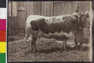 Kráva - Pinzgau Gelbscheck od Unknown photographer