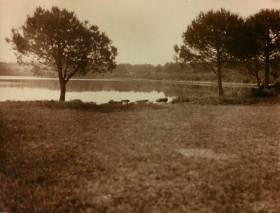 Krajina na Brijunských ostrovech od Unknown photographer
