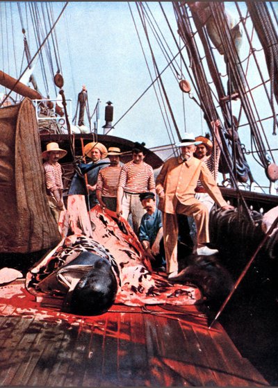 Princ a oceánograf Albert I. z Monaka na palubě lodi „Princezna Alice“ s mrtvým globicefalem. od Unknown photographer