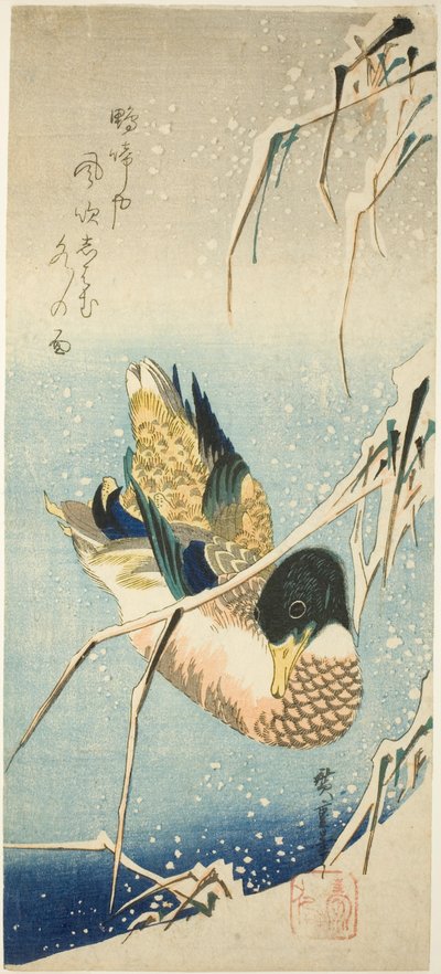 Divoká kachna plavající u zasněženého břehu pod sněhem naloženým rákosím od Utagawa Hiroshige