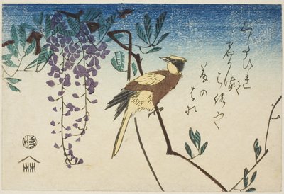 Žluva černohlavá a vistárie od Utagawa Hiroshige