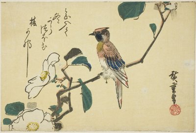 Žluva černohlavá na větvi kamélie od Utagawa Hiroshige