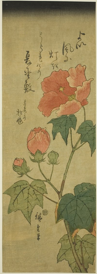 Ibišek od Utagawa Hiroshige