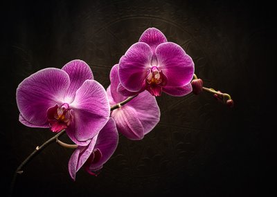 Nádhera fialové orchideje od Vadim Kulinsky