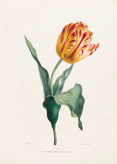 Antique Tulip Print by Valentine Bartholomew od Valentine Bartholomew