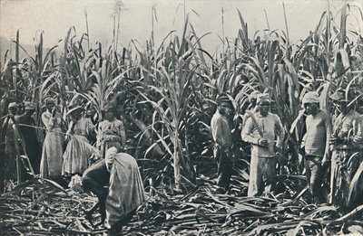 Plantáž cukrové třtiny, 1916 od Valentine and Sons Ltd