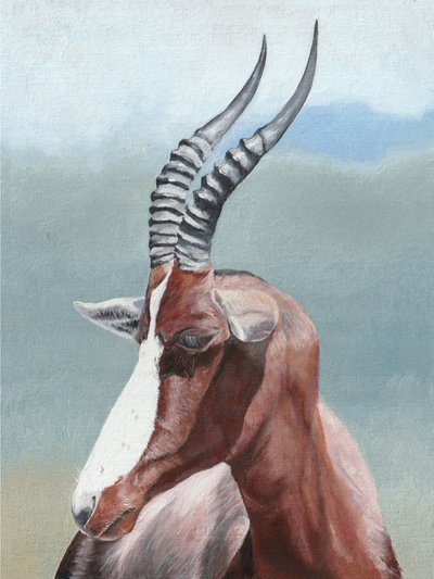 Klidný portrét antilopy blesbok od Viccy Wanliss