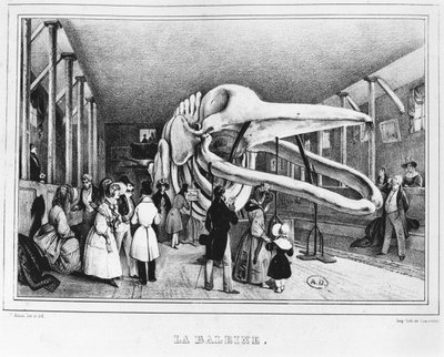 Velryba v Přírodovědném muzeu v Paříži, cca 1840 od Victor Adam
