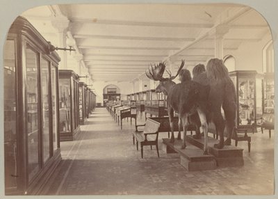 Pl. II. Dolní příběh: Savci od Victor Prevost, Gaston L. Feuardent and Co., New York