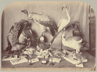Pl. XIII. Ptactvo od Victor Prevost, Gaston L. Feuardent and Co., New York