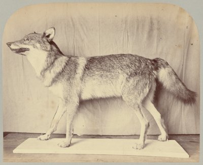 Pl. XII. Evropský vlk od Victor Prevost, Gaston L. Feuardent and Co., New York