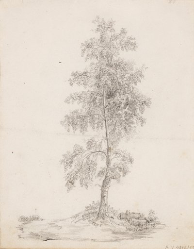 Birch od Victoria Åberg