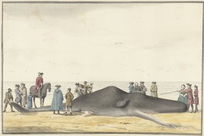 Vyplavený vorvaň (cachelot) na pláži mezi Zandvoortem a Wijk aan Zee, 20. února 1762, při pohledu zepředu od Vincent Jansz. van der Vinne