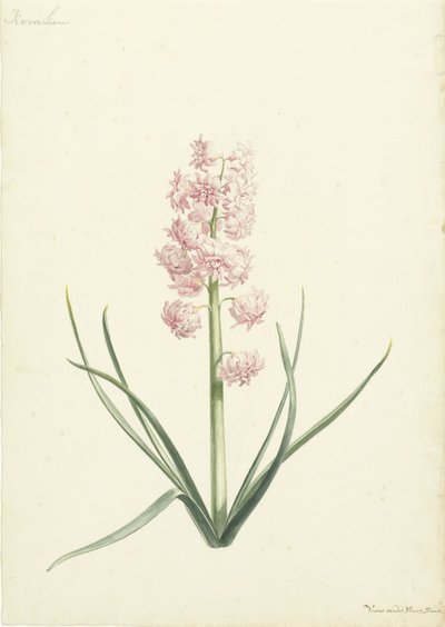 Hyacint Coralien od Vincent Laurensz. van der Vinne (II)