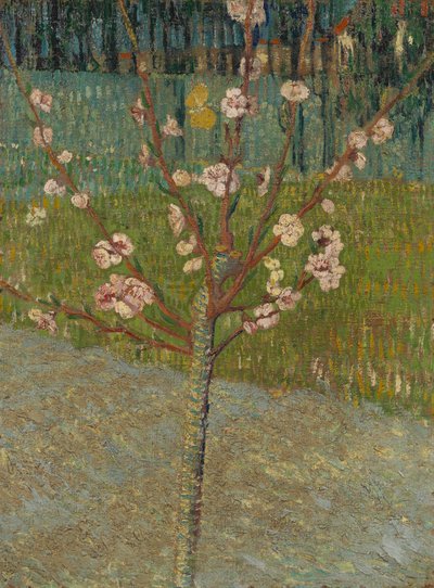 Kvetoucí mandloň od Vincent van Gogh