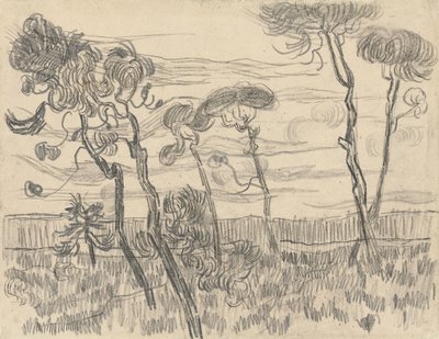 Šest borovic u ohradní zdi, 1899 od Vincent van Gogh