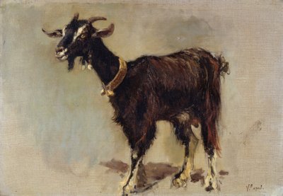 Koza od Vincenzo Caprile