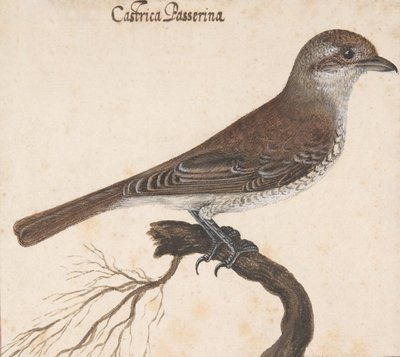 Castrica Passerina,. od Vincenzo Leonardi
