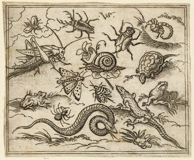 Skupina hmyzu a plazů na rovině s kameny, včetně leguána, ještěrky..., 1557. od Virgil Solis