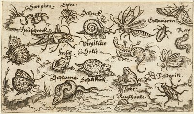 Hmyz, plazi, šneci a ryby na minimální půdě s vodou v popředí..., 1572. od Virgil Solis