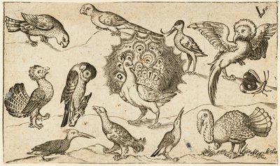 Páv uprostřed obklopený devíti dalšími ptáky, včetně krocana, a motýla na minimální půdě s malým kouskem trávy, z Douce Ornament Prints Album I od Virgilius the elder (after) Solis