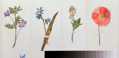 Čtyři listy psacího papíru (polní květiny) - Čtyři listy psacího papíru - Dílo Vladimíra Pavloviče Sokolova (1860-1913), akvarel na papíře - ruské umění, zátiší od Vladimir Pavlovich Sokolov