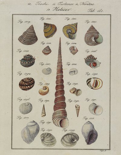 Mořské mušle: Trochi, Turbíny, Neritae Helices, z Neues Systematisches Conchylien-Cabinet, 1784 (ručně kolorovaný lept a rytina) od Vogel