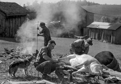Muži připravují poražené prase k opékání na farmářském dvoře, Západní Virginie od Volkmar Wentzel