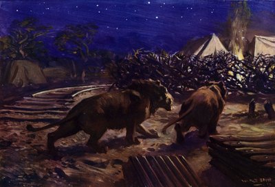Lvi slídící v noci před dělnickým táborem během stavby ugandské železnice (barva litho) od W.R.S. (after) Stott