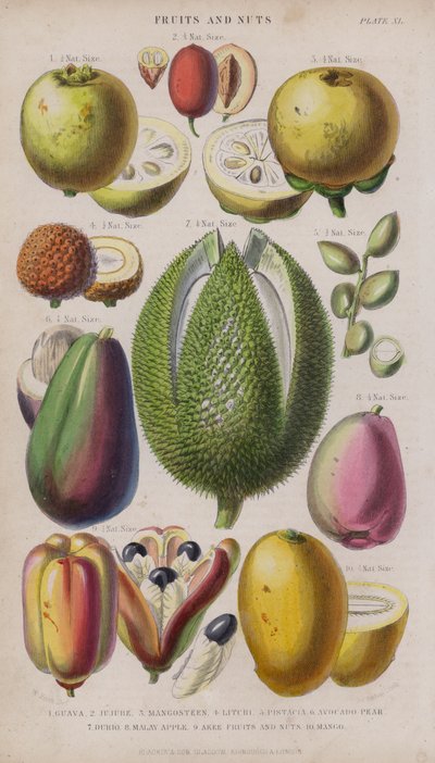 guava; jujuba; mangostan; Litchi; pistácie; Avokádová hruška; Vzdálenosti; malajské jablko; Eki ovoce a ořechy; Chci (barevné rytí) od W. Fitch