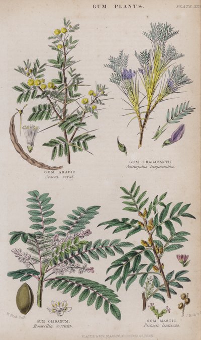Arabská guma; žvýkačka tragant; Gum Olibanum; Gum Mastic (barevné rytí) od W. Fitch