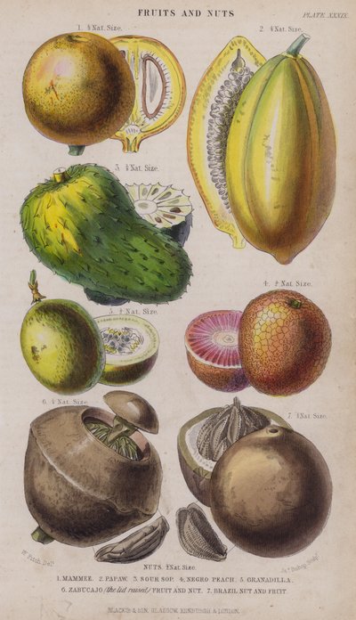 Mammee; Papaw; Sour Sop; Negro Peach; Granadilla; Zabucajo (víčko zvednuté) Ovoce a ořech; Brazilský ořech a ovoce (barevné gravírování) od W. Fitch