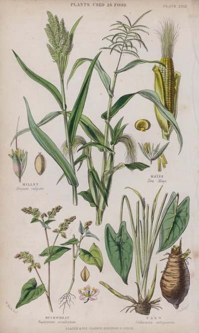Závěsný od W. Fitch